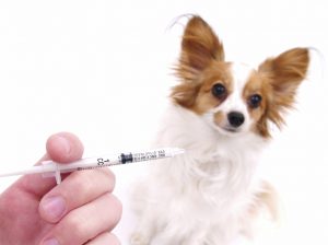 Dog getting a vaccine