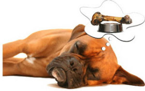 dog dreaming food