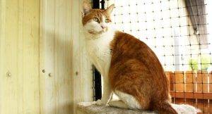 adopt-shelter-cat-june2