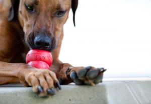 Dog with kong toy