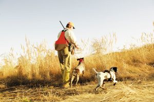 hunting dogs
