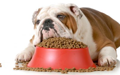 What to do when your pet stops eating
