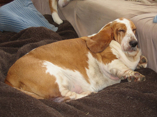 Is your pet overweight? This might be why!