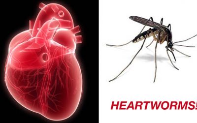Heartworm – a parasite that kills your dog from the inside.