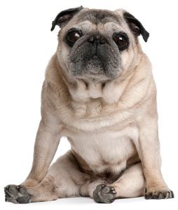 Old pug