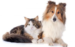 Cats and Dogs trans