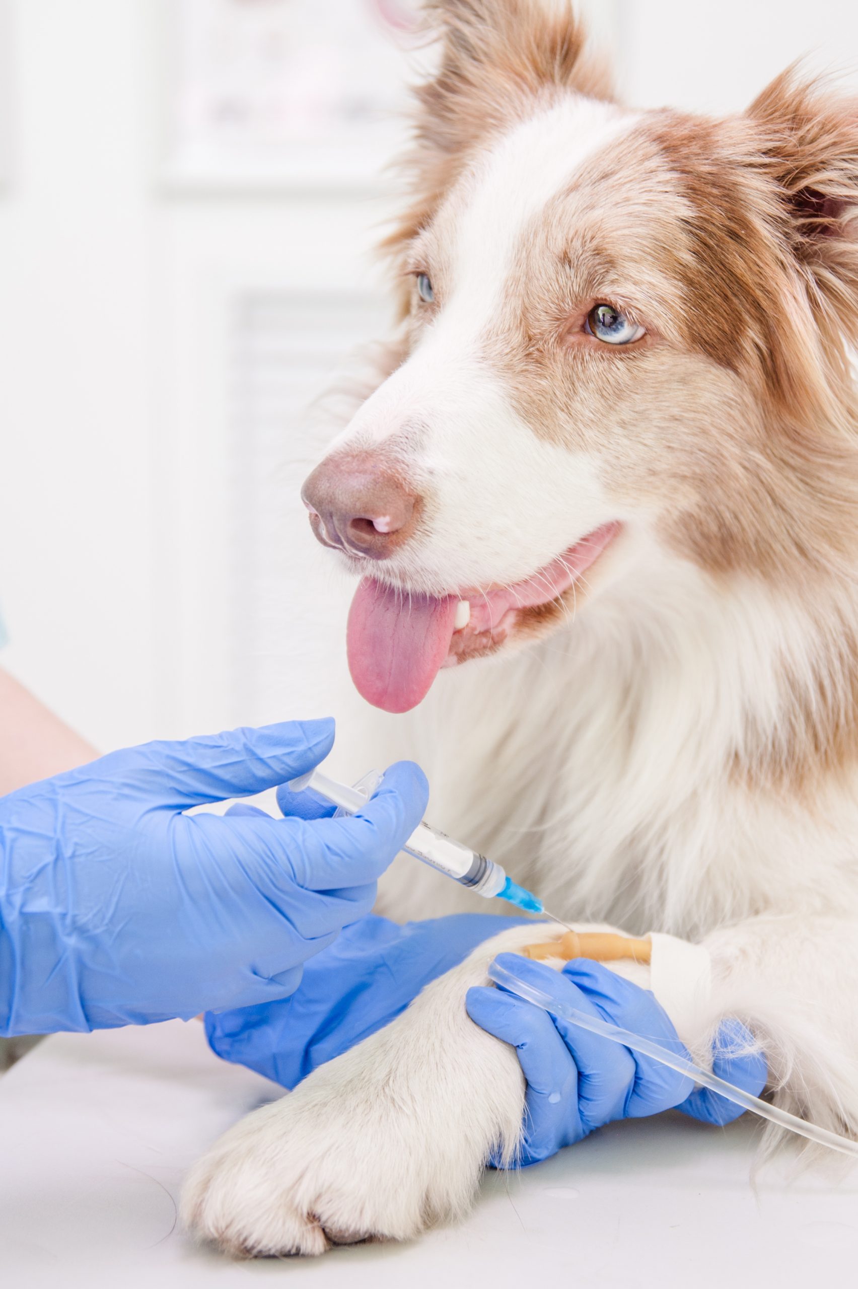 Veterinarian giving an injection to a dog.